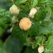 Attēlu rezultāti vaicājumam “Rubus idaeus”