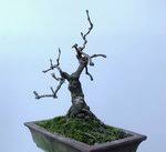 Image result for parthenocissus bonsai