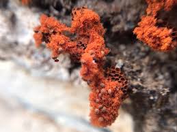 Attēlu rezultāti vaicājumam “Metatrichia vesparia”