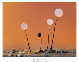 Attēlu rezultāti vaicājumam “Comatricha sp.”