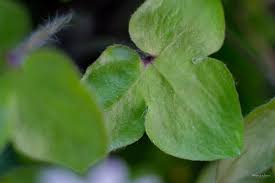 Attēlu rezultāti vaicājumam “Hepatica nobilis leaf”
