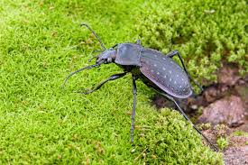 Attēlu rezultāti vaicājumam “Carabus hortensis”