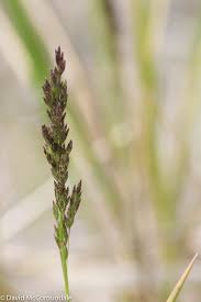 Attēlu rezultāti vaicājumam “Poa compressa leaf”