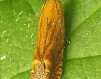Attēlu rezultāti vaicājumam “Lathronympha strigana”