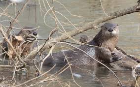 Image result for Eltham Otters