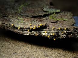 Attēlu rezultāti vaicājumam “Physarum auriscalpium spores”