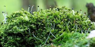 Attēlu rezultāti vaicājumam “Lophocolea coadunata”