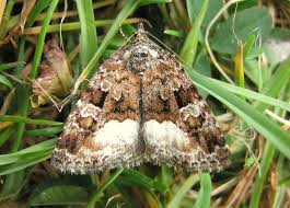 Attēlu rezultāti vaicājumam “Protodeltote pygarga”