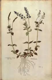 Image result for Veronica officinalis