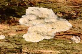 Attēlu rezultāti vaicājumam “Skeletocutis odora”