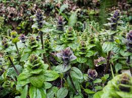Attēlu rezultāti vaicājumam “Ajuga pyramidalis”
