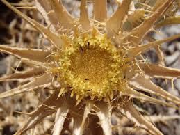 Attēlu rezultāti vaicājumam “Carlina biebersteinii bud”