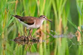 Attēlu rezultāti vaicājumam “Actitis hypoleucos”