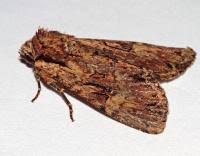 Attēlu rezultāti vaicājumam “Apamea epomidion”