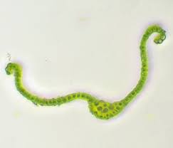 Attēlu rezultāti vaicājumam “Cynodontium strumiferum”