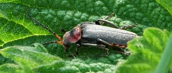 Attēlu rezultāti vaicājumam “Cantharis fusca”