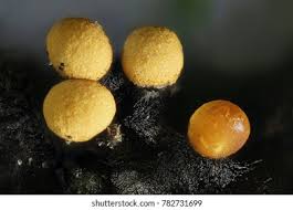 Attēlu rezultāti vaicājumam “Cribraria rufa spores”