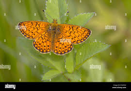 Attēlu rezultāti vaicājumam “Boloria eunomia upperside”