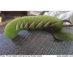 Attēlu rezultāti vaicājumam “Sphinx ligustri larva”