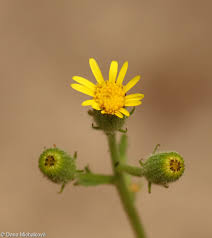 Attēlu rezultāti vaicājumam “Senecio viscosus flower”
