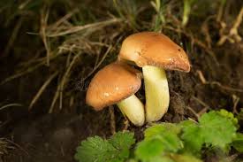 Attēlu rezultāti vaicājumam “Suillus granulatus”