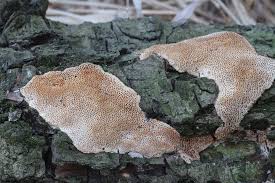 Attēlu rezultāti vaicājumam “Antrodia macra”