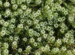 Attēlu rezultāti vaicājumam “Rhytidiadelphus”