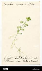 Attēlu rezultāti vaicājumam “Callitriche verna flower”