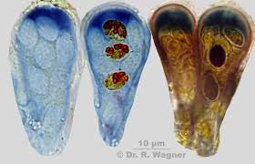 Attēlu rezultāti vaicājumam “Evernia divaricata”