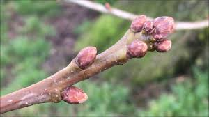 Attēlu rezultāti vaicājumam “Quercus robur bud”