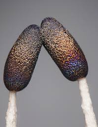 Attēlu rezultāti vaicājumam “Diderma effusum spores”