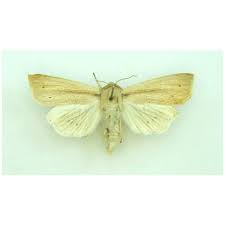 Attēlu rezultāti vaicājumam “Callistege mi”