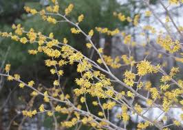 Attēlu rezultāti vaicājumam “Hamamelis virginiana”