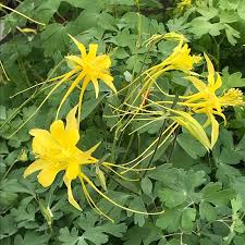 Image result for Aquilegia