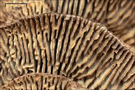 Attēlu rezultāti vaicājumam “Gloeophyllum abietinum”