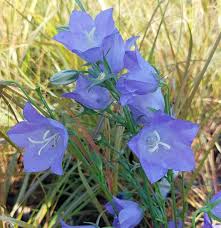 Image result for Campanula persicifolia