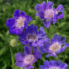 Image result for scabiosa caucasica