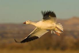 Image result for Anser caerulescens