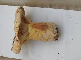 Attēlu rezultāti vaicājumam “Lactarius bertillonii”