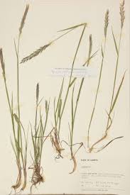 Attēlu rezultāti vaicājumam “Gramineae”