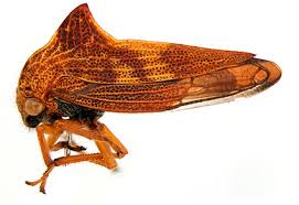 Attēlu rezultāti vaicājumam “Membracidae”