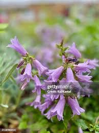 Attēlu rezultāti vaicājumam “Campanula latifolia flower”