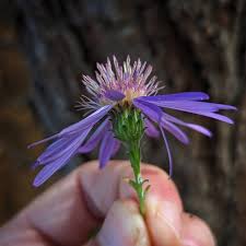 Attēlu rezultāti vaicājumam “Schistidium robustum sporophyte”
