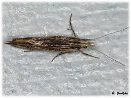 Attēlu rezultāti vaicājumam “Ypsolophidae”