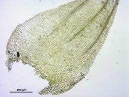 Attēlu rezultāti vaicājumam “Ctenidium molluscum”