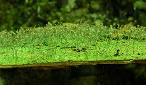 Attēlu rezultāti vaicājumam “Chaenotheca gracilenta”