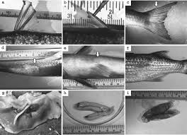 Image result for Mugil curema