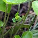 Attēlu rezultāti vaicājumam “Hepatica nobilis fruit”