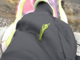 Attēlu rezultāti vaicājumam “Enteromorpha sp.”