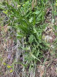 Attēlu rezultāti vaicājumam “Crepis biennis leaf”
